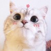 ā﹎亓的头像