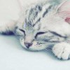 彡田园之王猫的头像