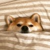 .的头像